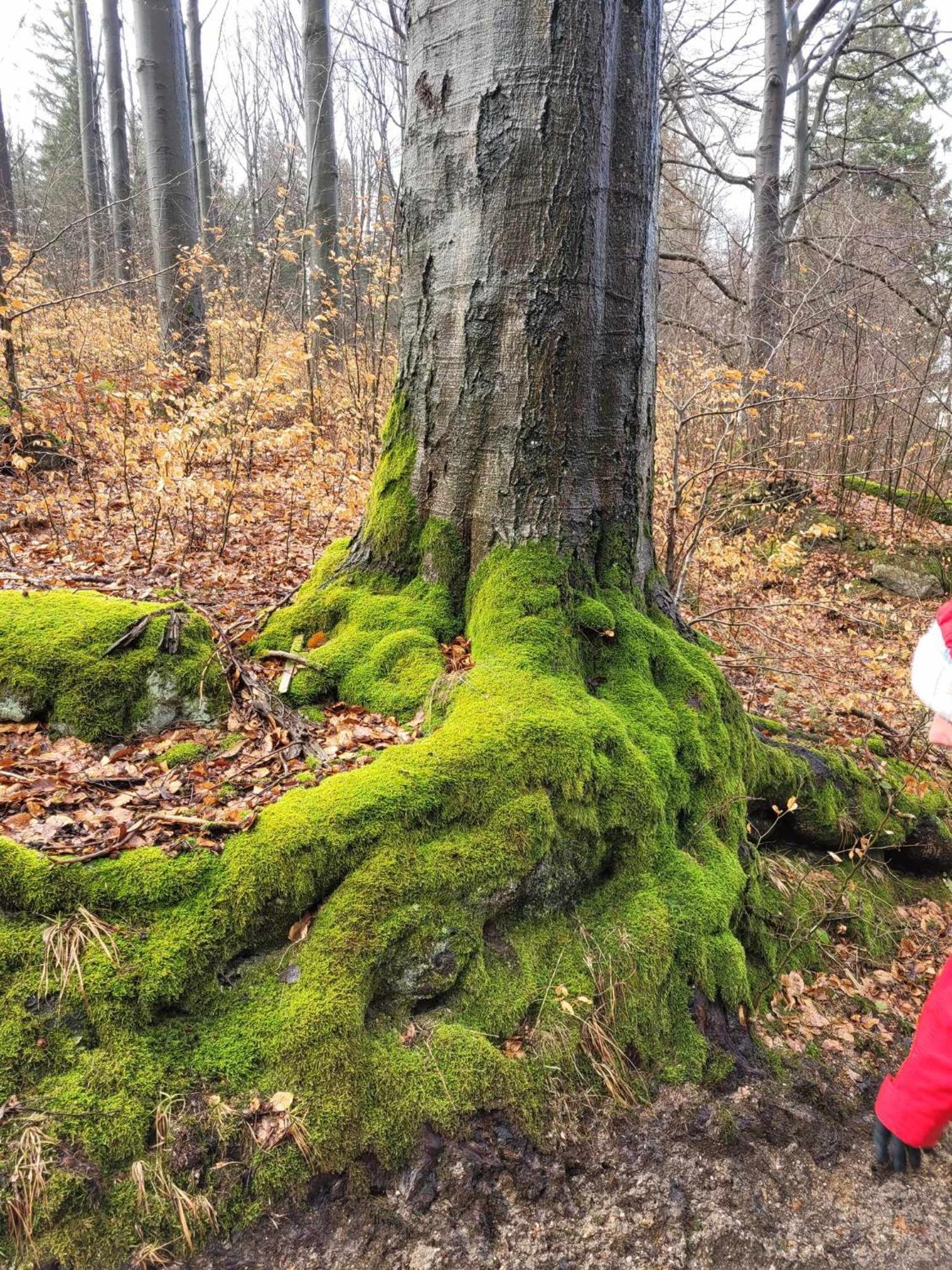 Omszale Glazy Mossy Rocks Moosige Felsen Villa Zachelmie  Exterior photo